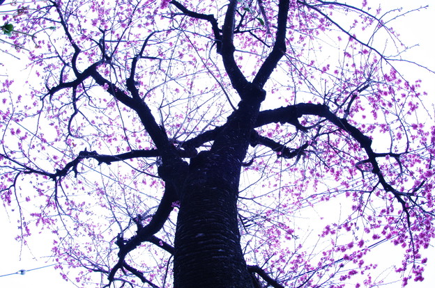 写真: 夕空に咲く河津桜