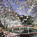 Photos: 夜桜２０２１