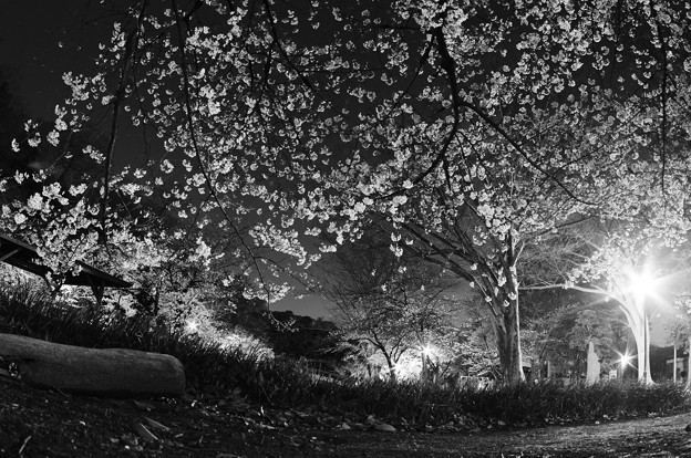 写真: 夜桜２０２１（３）