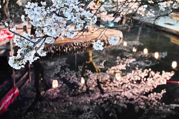 写真: 水面の夜桜