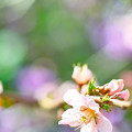 Photos: 桃の花も咲きました！(^▽^)/
