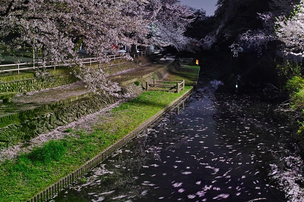 Photos: 流れる桜