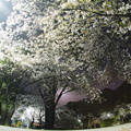 Photos: 夜桜