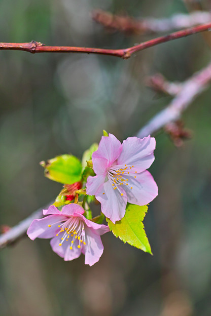 写真: 桜２輪
