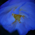 写真: 青い山茶花