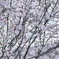 満開の１０月桜