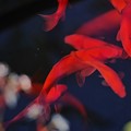 写真: 金魚と雪の下(1)