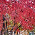 本庄総合公園の楓