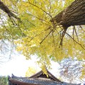 Photos: 黄葉と神社