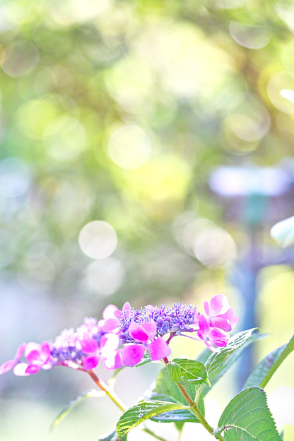 庭先の紫陽花