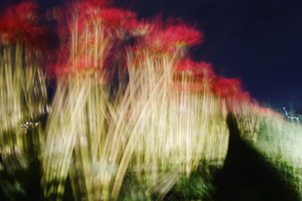 写真: 夜の曼珠沙華