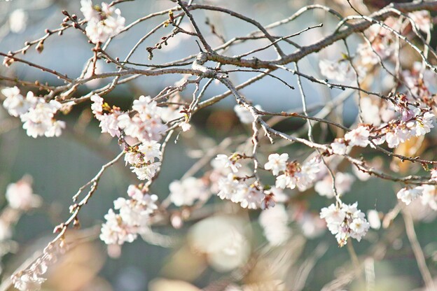 本日の冬桜