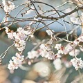 本日の冬桜