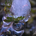 写真: 氷筍１