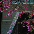 写真: 花散らしの雨１