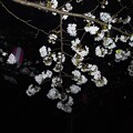 写真: 夜桜みたいですね！