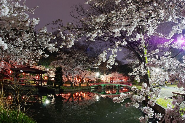 写真: 夜桜2024