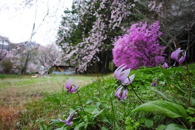 写真: 春の３点セット！(#^.^#)