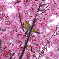 写真: マメ桜メジロ１