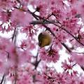 写真: マメ桜メジロ2