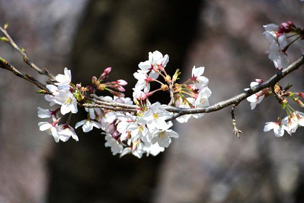 写真: 水辺の桜５