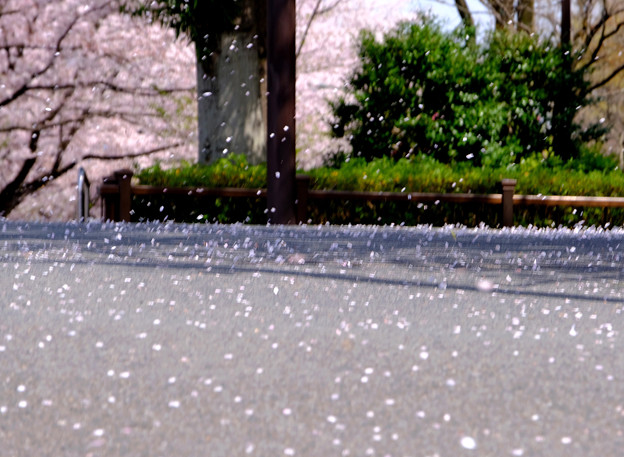 写真: 桜吹雪