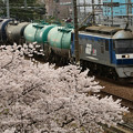 写真: 桜貨物