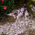 写真: 散り桜と椿