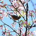 写真: 桜ヤマガラ