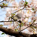 写真: 桜四十雀