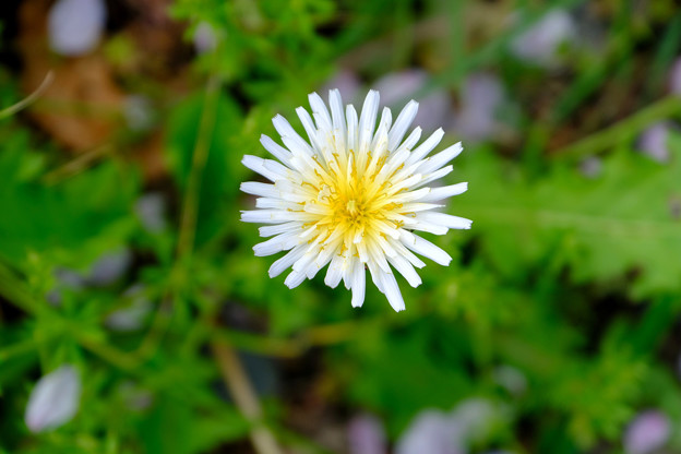 写真: 白花タンポポ