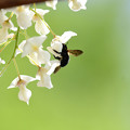 写真: 白藤にクマバチ