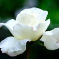 写真: 庭薔薇白