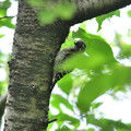 写真: コゲラ幼鳥４