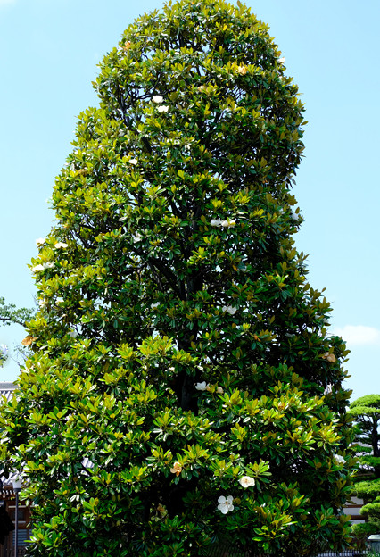 タイサンボク大木