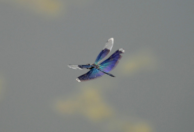 写真: チョウトンボ飛ぶ