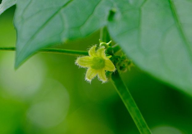 写真: 沖縄スズメウリの花