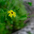 写真: ツンベルギア黄色