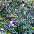 写真: オナガ幼鳥たち １