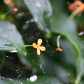 写真: 蜘蛛の巣の演出