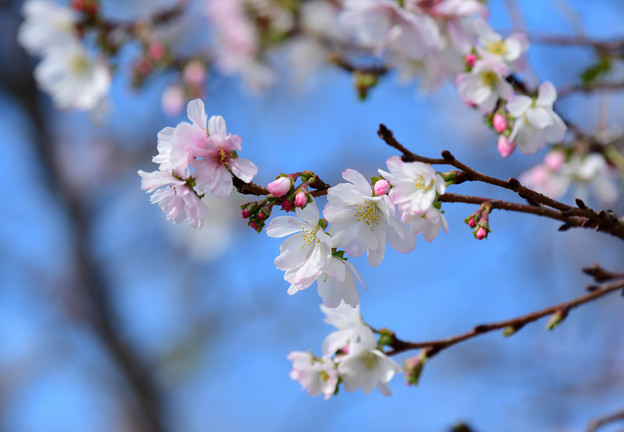 写真: 十月桜 (2)