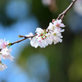 十月桜 (3)