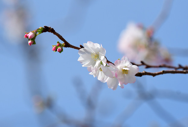 写真: 十月桜 (6)