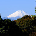 写真: 真白き富士