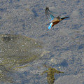 写真: カワセミの飛翔 (2)