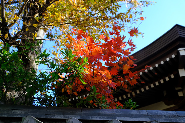 写真: お寺の紅葉