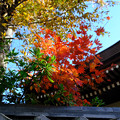 写真: お寺の紅葉