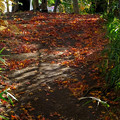 写真: 紅葉散る道