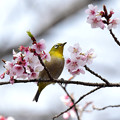 写真: 寒桜目白1