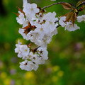 Photos: 山桜
